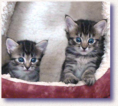 American Bobtail kittens