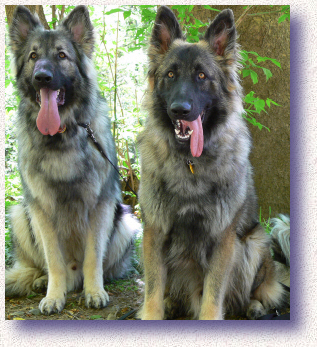 Shiloh Shepherd dogs males
