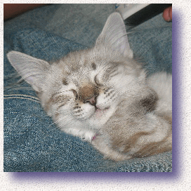 american bobtail kitten