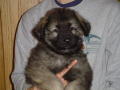 Shiloh Shepherd puppy dog