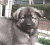 Shiloh Shepherd puppy dog