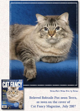 American Bobtail Pax on the cover of Cat Fancy