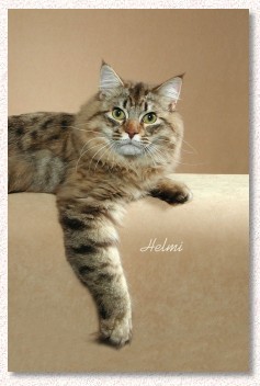 American Bobtail