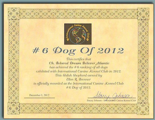 Teegan - International Canine Kennel Club #6 TOP DOG for 2012