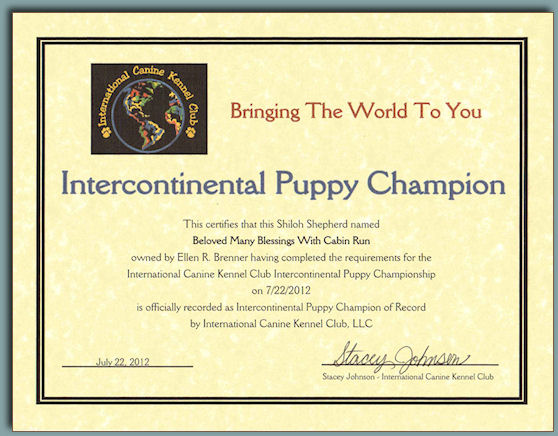 Zev's Intercontinental Champion Certificate