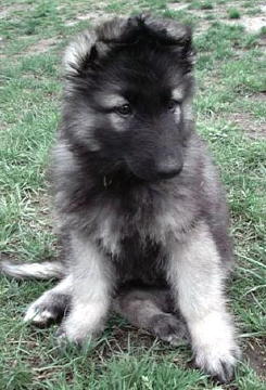 Zoey at 8.5 wks 1st day home