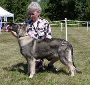 Zoey's 1st dog show at 22 wks