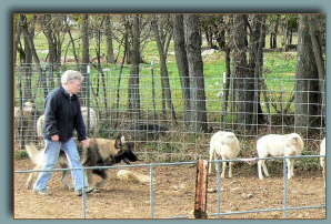 Shiloh Shepherd Finnegan herding