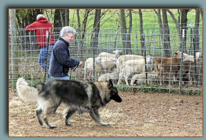 Shiloh Shepherd Sage herding