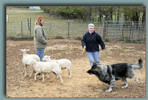 Shiloh Shepherd Zoey herding